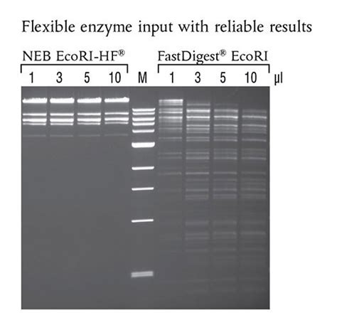 HF Enzymes .